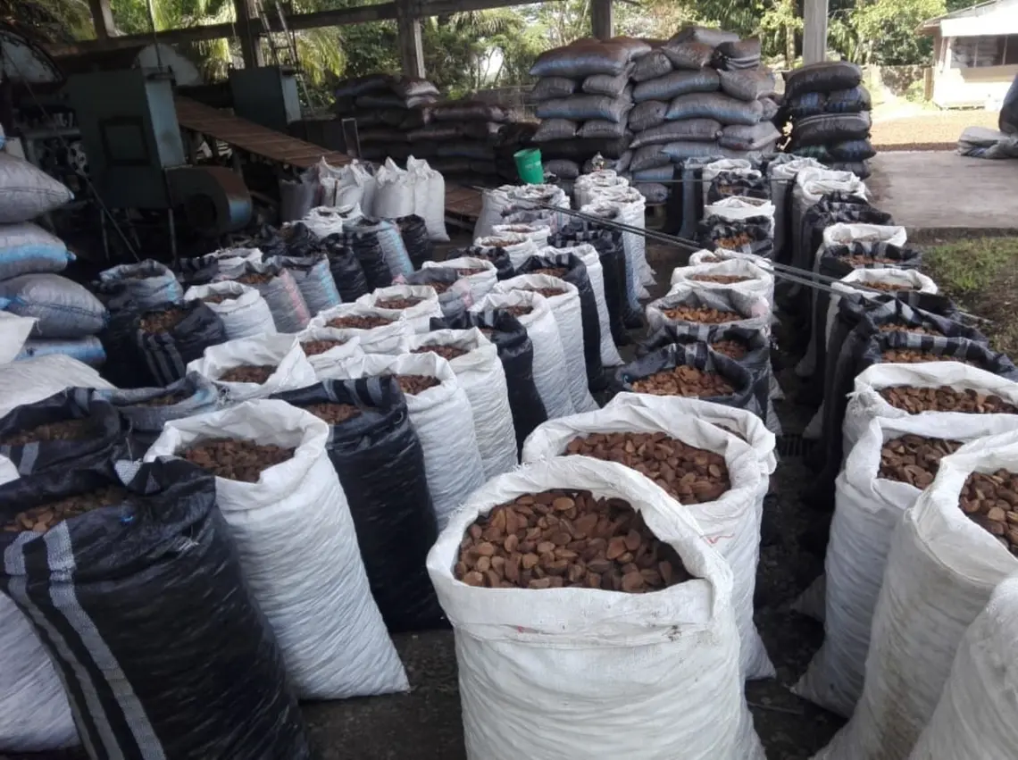 Asociación de indígenas de Madre de Dios exportarán 96 toneladas a EE UU.