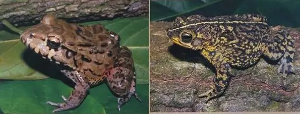 Foto 3: Leptodactylus labyrinthicus
Foto 4: Rhinella mirandaribeiroi