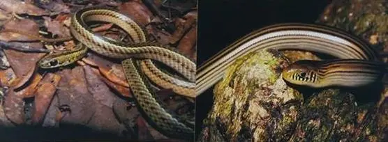 Foto 9: Lygophis meridionalis
Foto 10: Ophiodes sp.