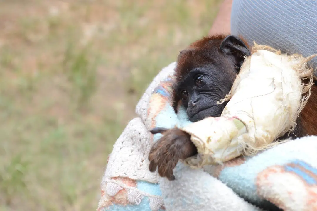 Animales heridos son llevados para su rehabilitación. Foto: Wuilmar Briceño / Radio Madre de Dios.