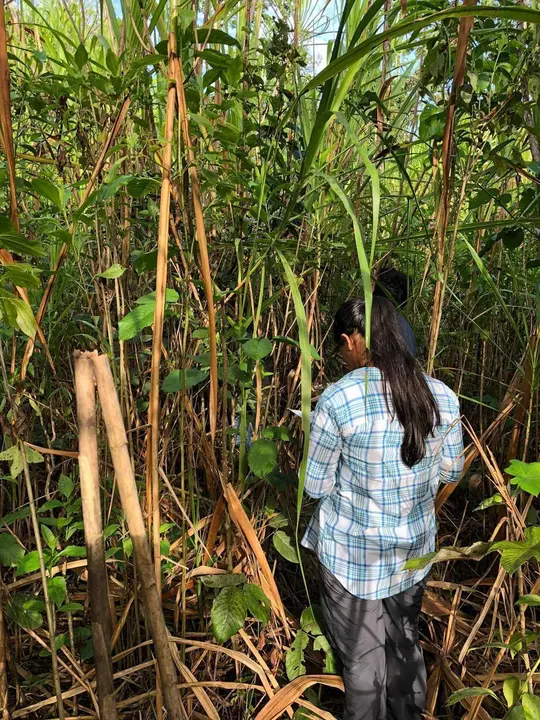 Valeria realizando sus estudios en Laberinto.