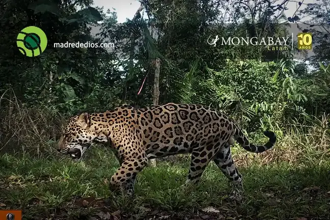 inteligencia artificial analiza miles de imágenes para estimar la densidad de jaguares en la Reserva Nacional Tambopata - madre de dios