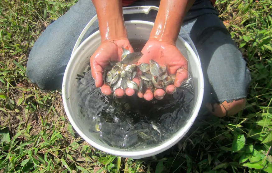 Foto referencial: www.agrovida.org.pe