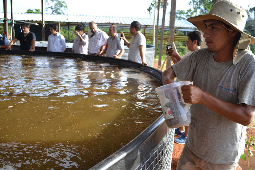 Producción de alevinos mejora hasta en un 95%. Foto: Minagri.