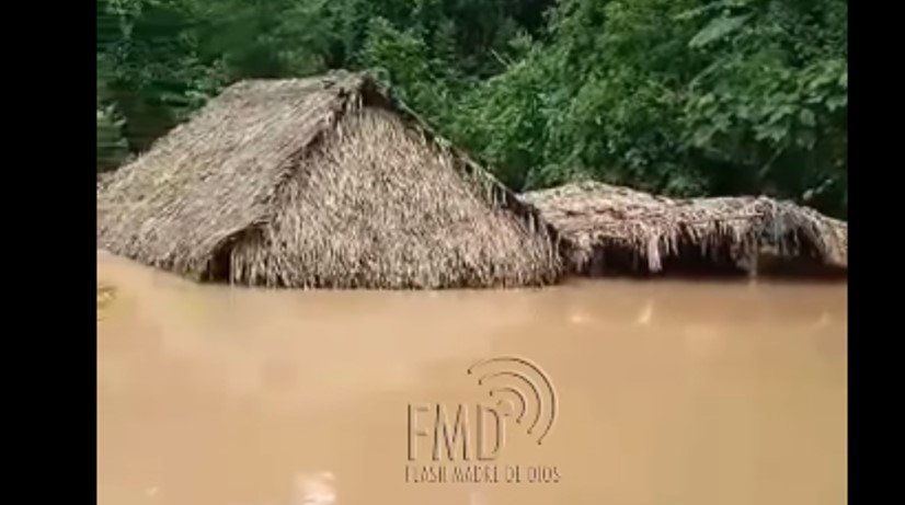 Maizal inundada. Imagen: Flash Madre de Dios