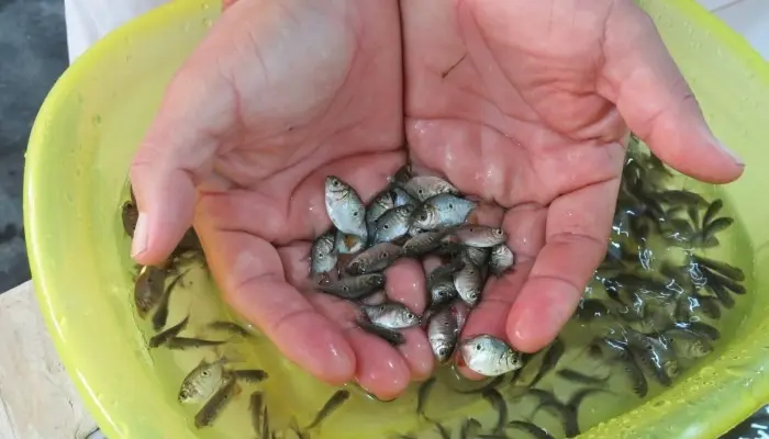 Foto: IIAP
