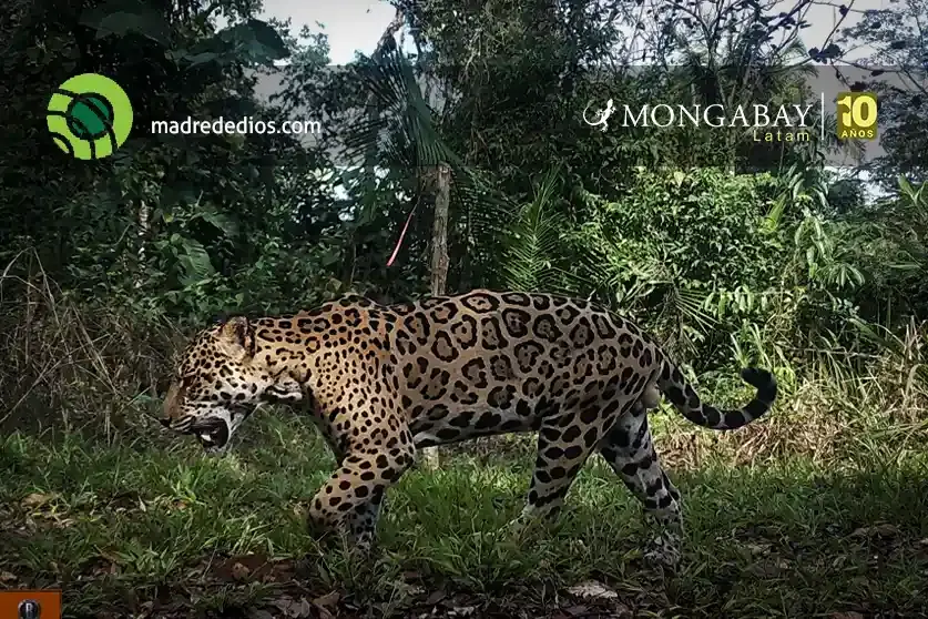 inteligencia artificial analiza miles de imágenes para estimar la densidad de jaguares en la Reserva Nacional Tambopata - madre de dios