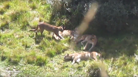 Captura de pantalla del vídeo subido por el Sernanp.