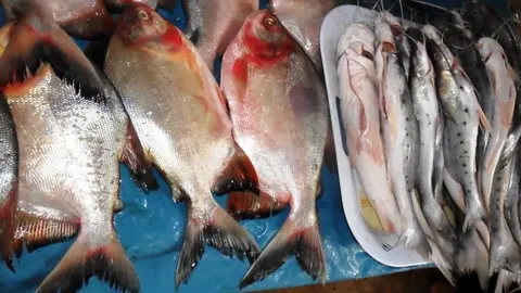 Mota punteada