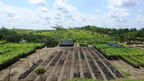 Programa de Desarrollo Forestal, Sostenible, Inclusivo y Competitivo en la Amazonía Peruana 
