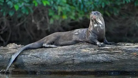 Foto: Infoanimales.com