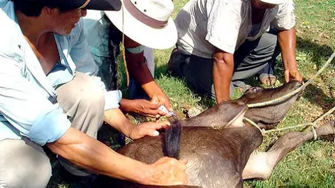 Foto referencial: http://www.actualidadganadera.com