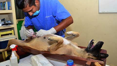 Foto referencial: http://www.labartolina.com.mx