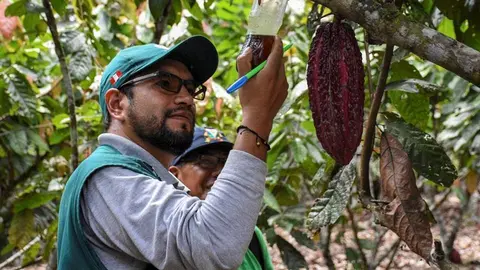 Foto referencial: www.devida.gob.pe