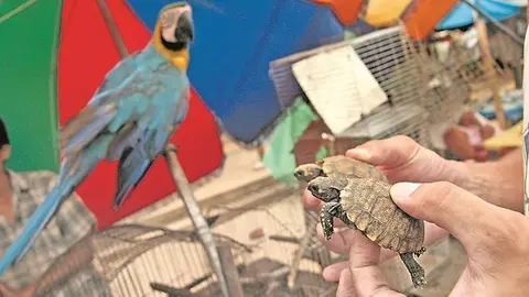 Foto referencial: Diario Correo