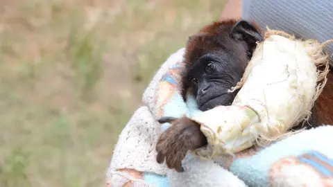 Animales heridos son llevados para su rehabilitación. Foto: Wuilmar Briceño / Radio Madre de Dios.
