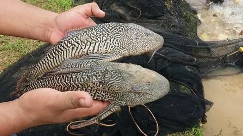 Fuente: Jimmy Layche.