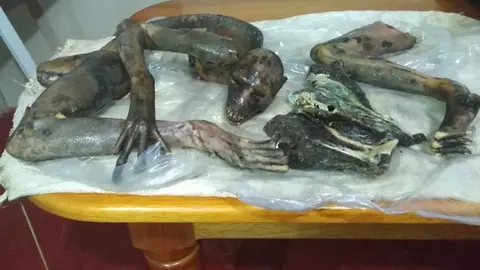 Comerciante es investigada por tráfico ilícito de productos de fauna silvestre. Fuente: Ministerio Público.