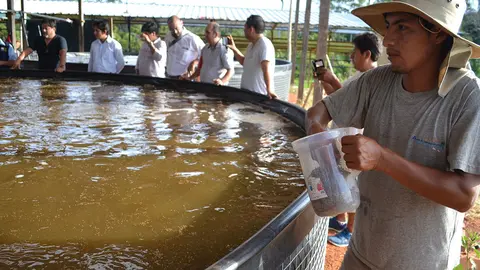 Producción de alevinos mejora hasta en un 95%. Foto: Minagri.