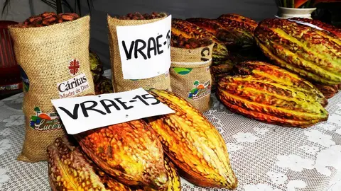 Festival del cacao.