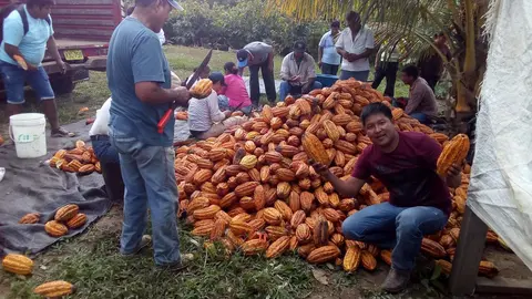 Coopaidi Madre de Dios Cacao