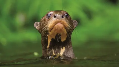 El parque nacional del Manu ocupa territorios de las regiones de Madre de Dios y Cusco, y alberga una gran biodiversidad. Foto: ANDINA/Difusión

