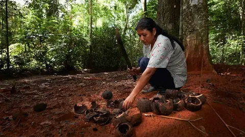 Mujer observando frutos de castaña. (Fotografía de Thomas Muller)
