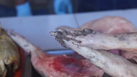 Foto: Gerencia regional Forestal y de Fauna Silvestre de Madre de Dios.