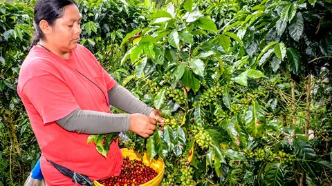 Foto: ANDINA / difusión.