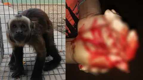 Foto: Gerencia regional Forestal y de Fauna Silvestre. Composición: Radio Madre de Dios