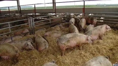 Foto: Agraria