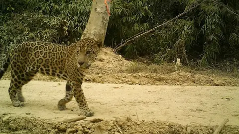 Foto: WWF Perú