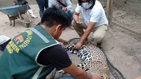 Foto: Gerfor Madre de Dios