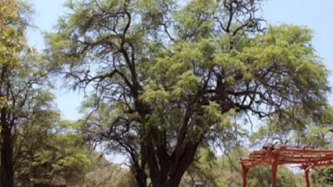 Este 2021, Año del Bicentenario, se ha reconocido la mayor cantidad de árboles (61), debido a que entre mayo y junio se realizaron las jornadas de capacitación y asistencia a un total de 173 gestores municipales, pertenecientes a 100 municipalidades de 24 regiones del país.