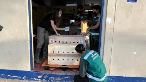 Foto: Gerencia Regional Forestal y de Fauna Silvestre