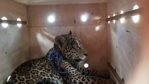 Foto: Fauna Silvestre