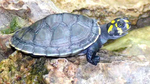 Taricaya. Foto: Agraria.pe