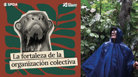 Foto: Actualidad Ambiental.