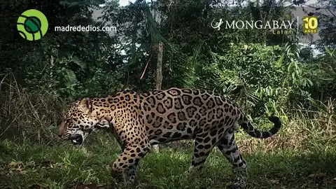 Inteligencia artificial analiza miles de imágenes para estimar la densidad de jaguares en la Reserva Nacional Tambopata