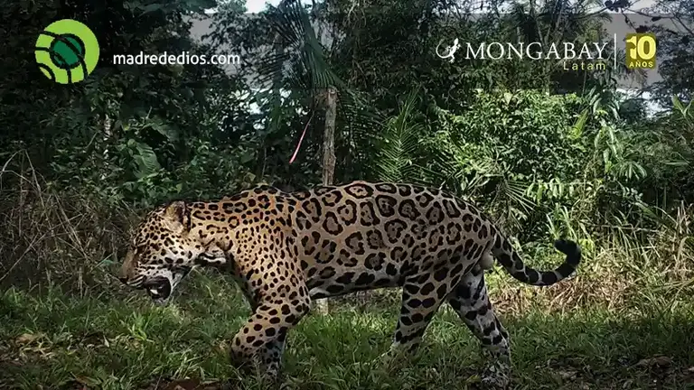 inteligencia artificial analiza miles de imágenes para estimar la densidad de jaguares en la Reserva Nacional Tambopata - madre de dios