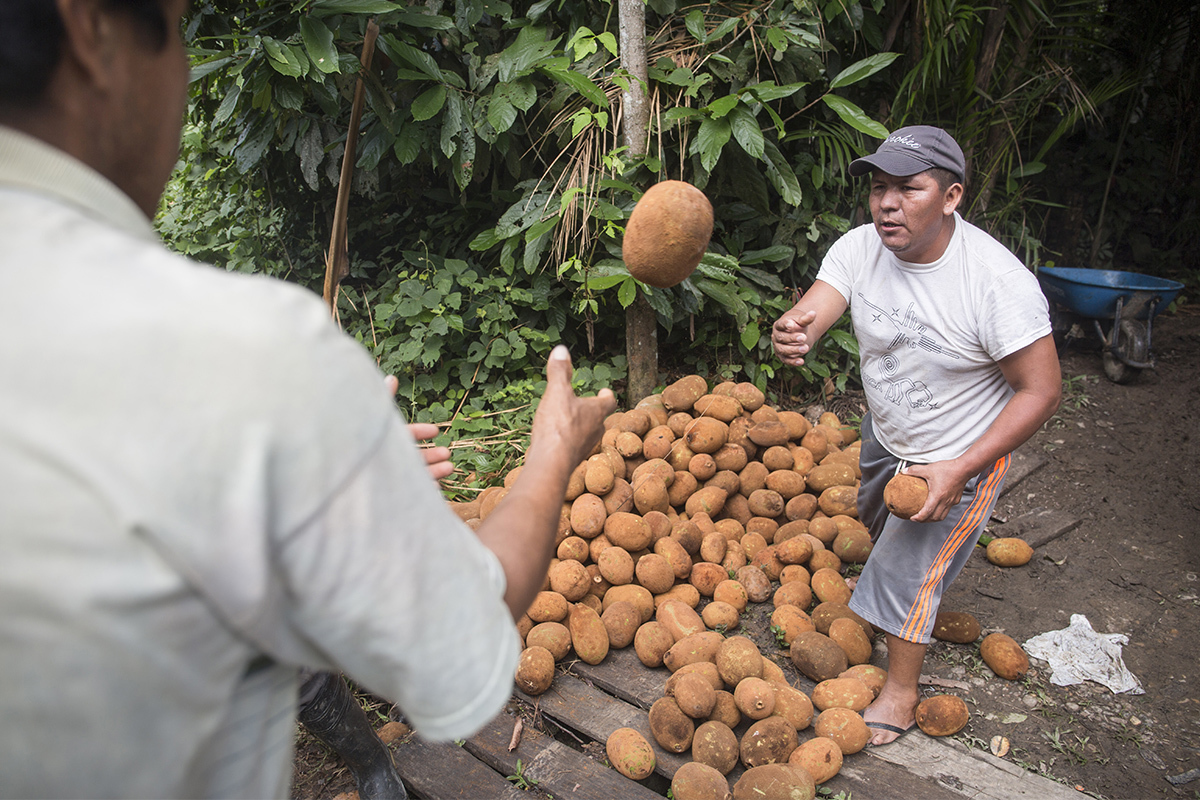 Promueven producción de copoazú con calidad en la Amazonía